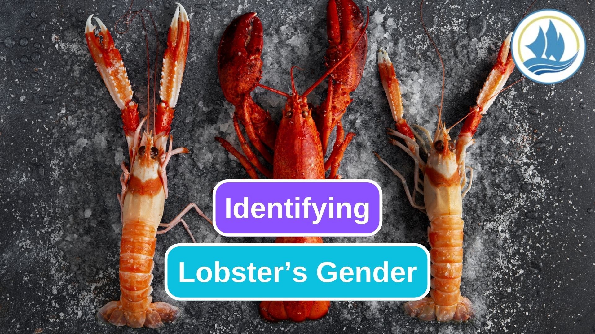 How to Tell Male and Female Lobster Apart